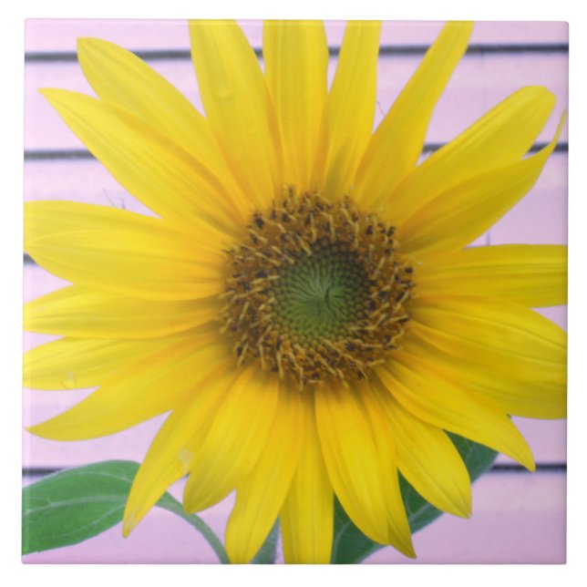 Gorgeous Yellow Sunflower Summer Bloom Ceramic Tile (Front)