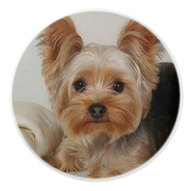 Gorgeous Yorkshire Terrier Ceramic Knob (Front)