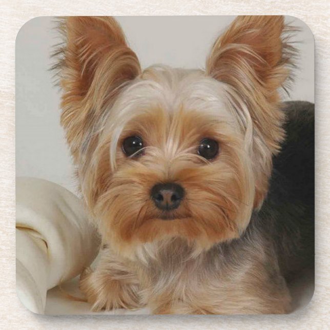 Gorgeous Yorkshire Terrier Drink Coaster (Front)