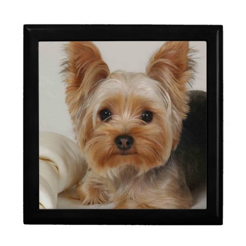 Gorgeous Yorkshire Terrier Gift Box