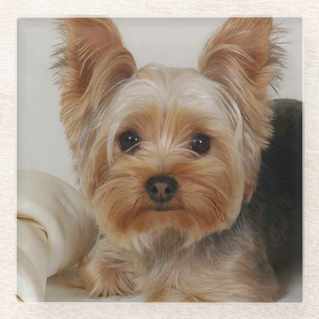 Gorgeous Yorkshire Terrier Glass Coaster (Front)