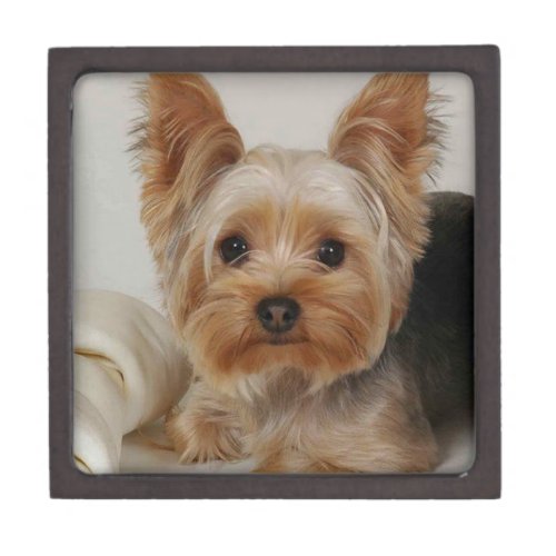 Gorgeous Yorkshire Terrier Jewelry Box