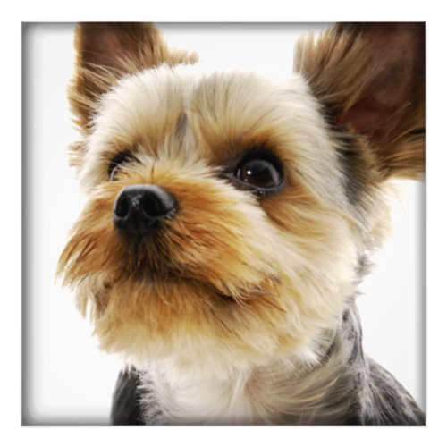 Gorgeous Yorkshire Terrier Photo Print