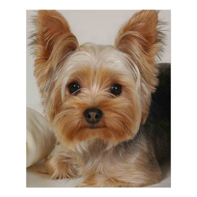Gorgeous Yorkshire Terrier Photo Print (Front)