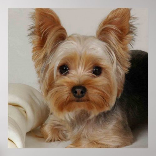 Gorgeous Yorkshire Terrier Poster