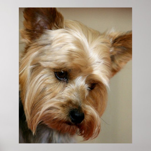 Gorgeous Yorkshire Terrier Poster (Front)