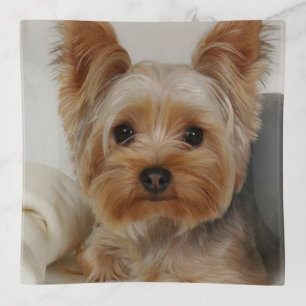 Gorgeous Yorkshire Terrier Trinket Tray