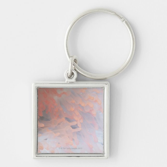 Gorgonian coral 4 keychain (Front)