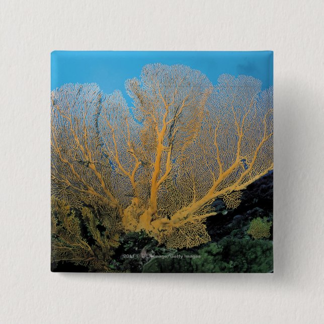 Gorgonian coral button (Front)