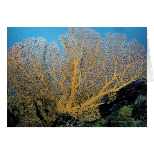 Gorgonian coral cards (Front Horizontal)