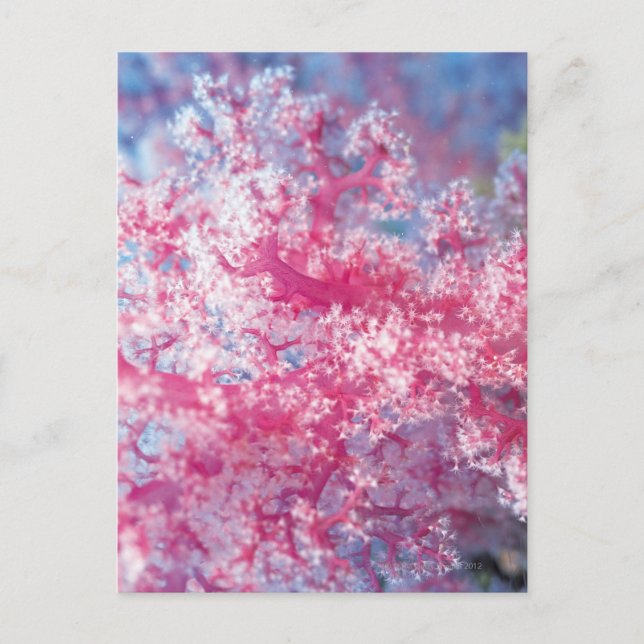 Gorgonian coral postcard (Front)