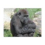 Gorila Sitting Postcard