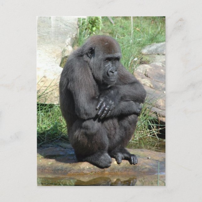 Gorila Sitting Postcard (Front)