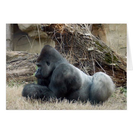 Gorilla_005 Cards (Front Horizontal)