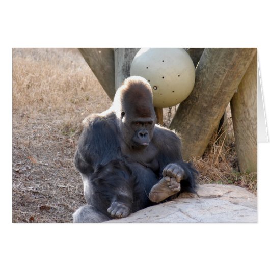 Gorilla_007 Cards (Front Horizontal)
