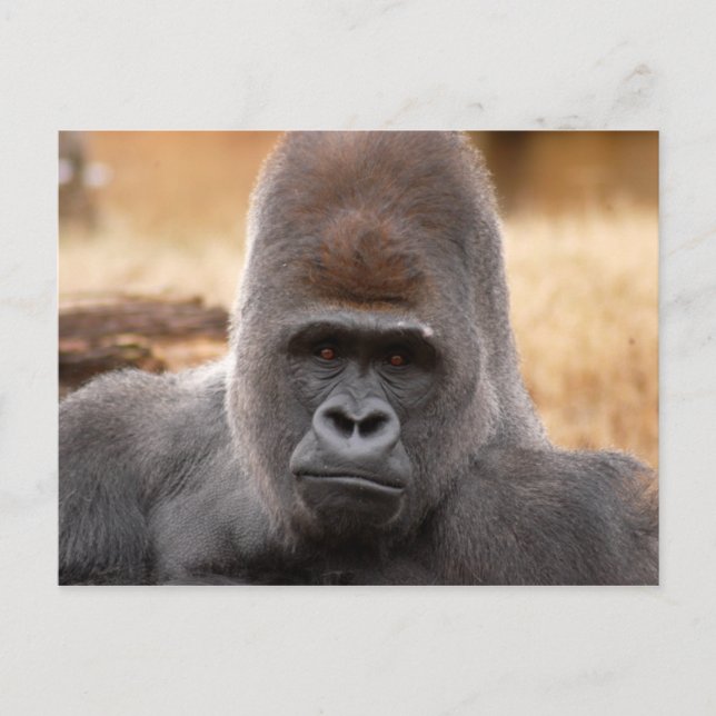 Gorilla_018 Postcard (Front)