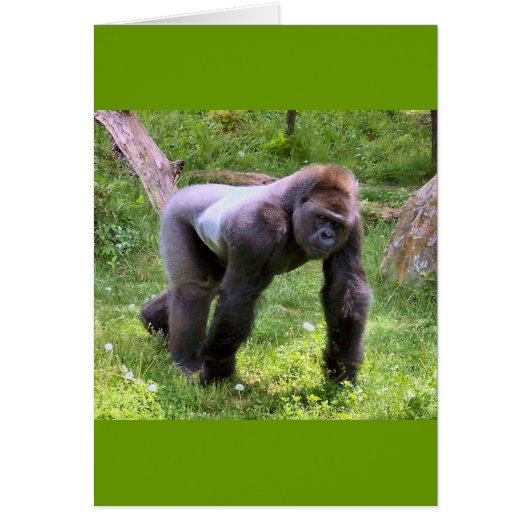 Gorilla #1 cards (Front)