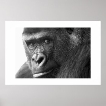 Gorilla #1 Poster by rgkphoto at Zazzle