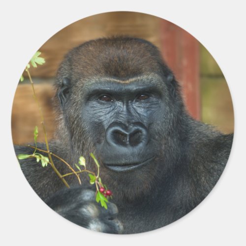 Gorilla And His Berries Classic Round Sticker
