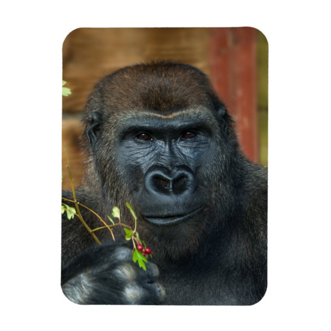 Gorilla And His Berries Photo Magnet (Vertical)