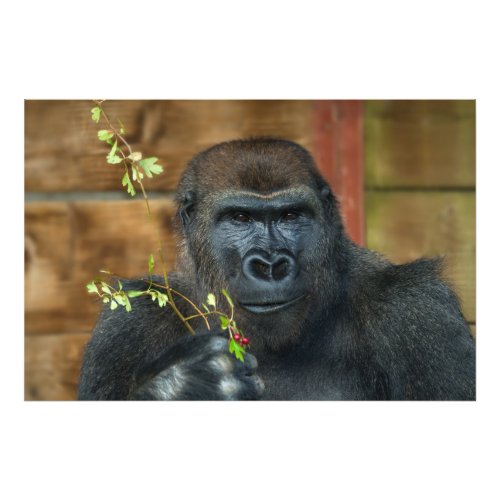 Gorilla And His Berries Photo Print