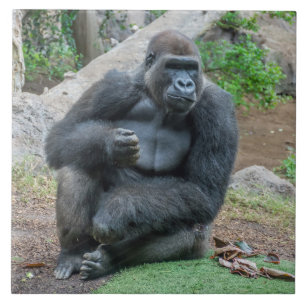 Gorilla at the zoo ceramic tile