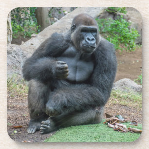 Gorilla at the zoo hard plastic coasters