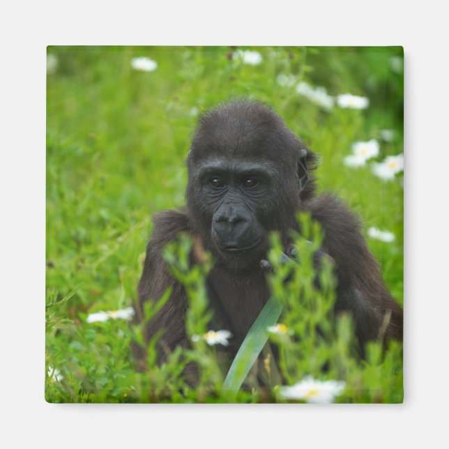 Gorilla Baby Hiding In The Grass Magnet (Front)