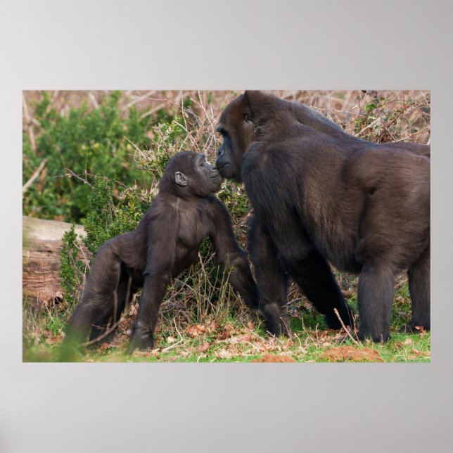 Gorilla Baby's Affectionate for Mum Poster (Front)