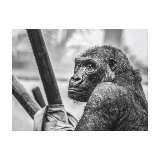 Gorilla - Black and White Photograph Canvas Print | Zazzle