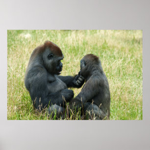 Gorilla Brother's Forever Poster