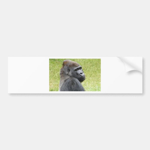 Gorilla Bumper Sticker