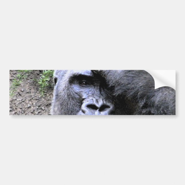Gorilla_ Bumper Sticker (Front)