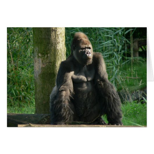 Gorilla Cards (Front Horizontal)