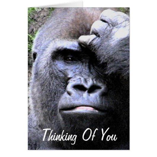 Gorilla_ Cards (Front)