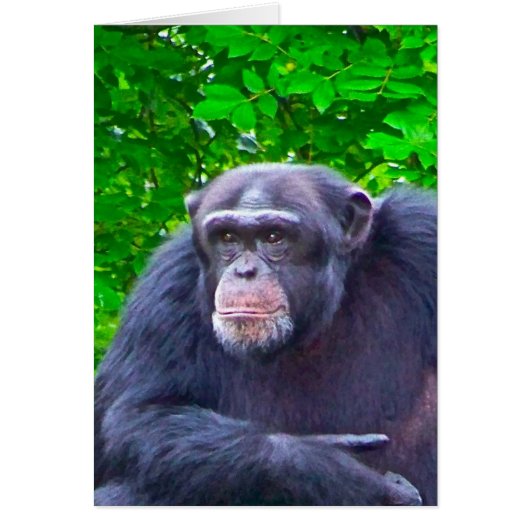 Gorilla Cards (Front)