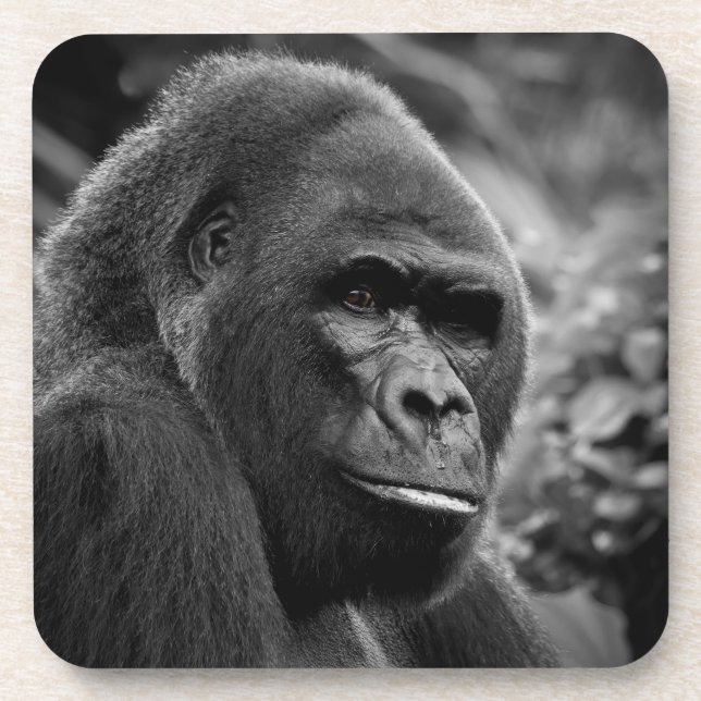 Gorilla Close Up Black And White Portrait Beverage Coaster (Front)