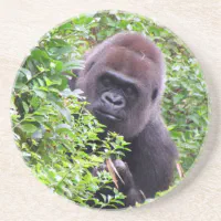 https://rlv.zcache.com/gorilla_coaster-r74c98589149b4a37a6dba03ce48f3281_x7jy0_8byvr_200.webp