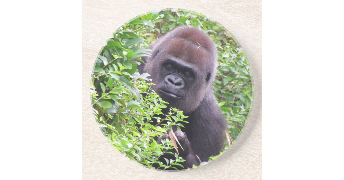 Gorilla Coasters, Coaster, Gorilla Gifts