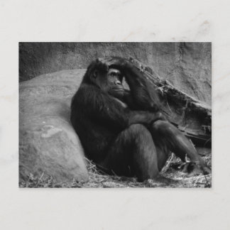 Gorilla Contemplation Postcard