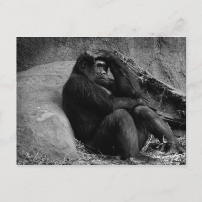 Gorilla Contemplation Postcard (Front)