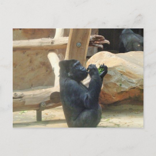 gorilla eats sushi