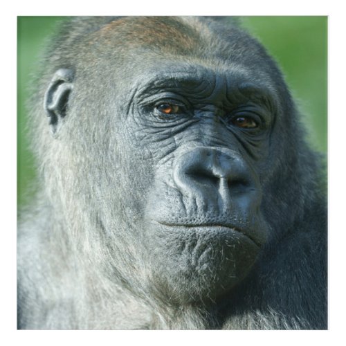 Gorilla Face Acrylic Print