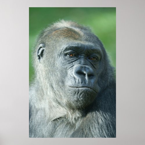Gorilla Face Poster