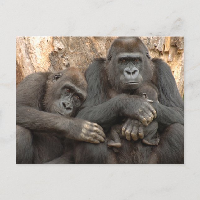 Gorilla Family Postcard (Front)