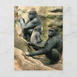 Gorilla Family Postcard