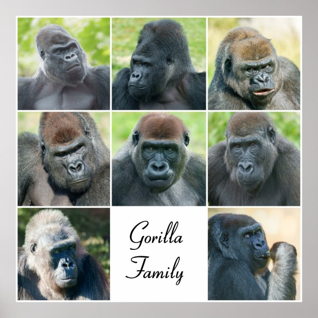 Gorilla Family Poster (Front)