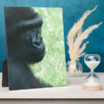 Gorilla Gaze Plaque