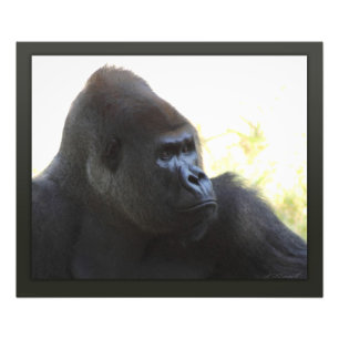 Gorilla Gaze Print -24x20 -other sizes available