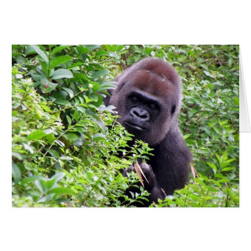 Gorilla Greeting Card | Zazzle